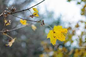 Tot ceea ce are binecuvantare sta unii dintre crestini recurg la alt subterfugiu pentru a se eschiva de la spovedanie si anume solicita preotului doar rugaciunea de dezlegare de blestem. Are Vreo InsemnÄƒtate Blestemul PÄƒrintesc Doxologia