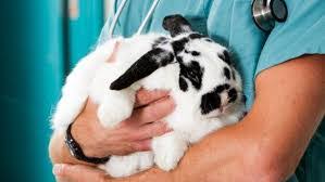 Forms faqs policies news & gallery. Pet Care Services Post Falls Id Emergency Pet Care