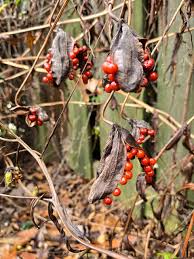 Image result for Gloriosa superba