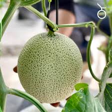 We did not find results for: Woman Almost Bought Rm250 Japanese Melon Thinking Its Price Was Rm25