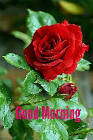 Stunning photo of the good morning. Pin By Pu On Good Morning Beautiful Rose Flowers Beautiful Red Roses Beautiful Flowers
