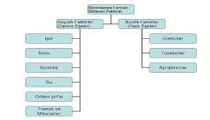 Biyotik Ve Abiyotik Faktorler Nedir Egitim Biyoloji