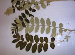 Image result for Lannea humilis