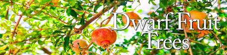This dwarf malayan coconut is a great alternative to the much larger coconuts commonly seen. Dwarf Trees