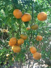 Unusual fruit trees for sale. Pin Auf Tropica Mango Rare And Exotic Fruit Nursery