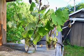 Image result for grapevine cuttings