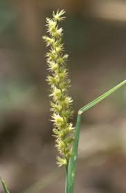 Image result for Cenchrus