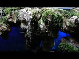 The Aurora Cave Paludarium Youtube Aurora Cave Youtube