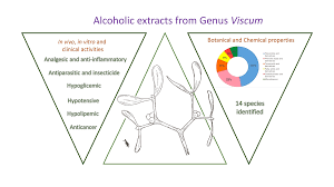 Image result for Viscum congolense