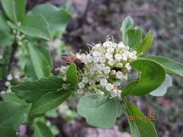 Image result for Psydrax