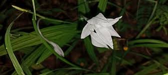 Image result for Savannosiphon euryphyllus