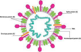 For the virus to be transmitted from animals to humans, a person has to come into close. What Is A Coronavirus Chapter 3 Understanding Coronavirus