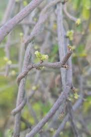 Image result for Cynanchum gerrardii