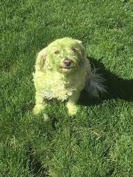 Dogs After Playing In Freshly Cut Grass