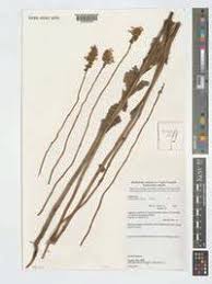 Image result for Coleus esculentus