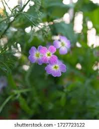 Image result for Malcolmia maritima