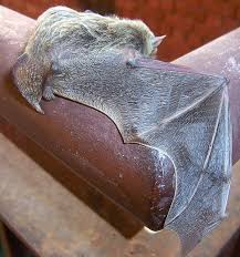 This site contains information about folded bat wing anatomy. India Travel Pictures Bat Wing