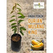 Assalamualaikum & salam sejahtera, anak pokok durian musang king sedia untuk dijual. Anak Pokok Durian Musang King 2ft H Shopee Malaysia