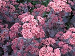 セダム オータムジョイ sedum 'autumn joy' 594円 (税込) [ 通常販売価格 : Sedum Telephium Purple Emperor Stonecrop