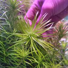 Image result for Syngonanthus