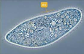 Cara sadap wa menggunakan fake messenger. 2 Seorang Siswa Melakukan Pengamatan Organisme Pada Setetes Air Menggunakan Mikroskop Dari Brainly Co Id