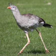 Image result for Sericorema