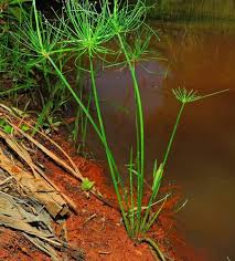 Image result for Cyperus prolifer