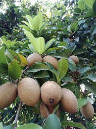 Image result for Diospyros consolatae-rotundifolia intermediates