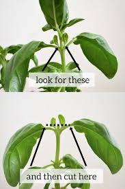 How To Prune Basil Pruning Basil Herbs Plants