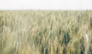 Eine kurze erklärung was zöliakie ist und wie sie funktioniert, bringt schnell licht ins dunkle und hilft zu verstehen, warum man nicht nur auf glutenhaltige lebensmittel verzichten muss, und was man sonst noch tun kann. Glutenunvertraglichkeit Zoliakie Oder Sprue Dr Med Thomas Walsers Medizinische Website