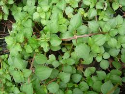 Image result for Heterotis rotundifolia