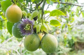 Image result for Passiflora edulis