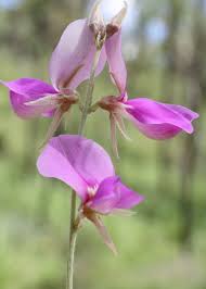 Image result for Galactia