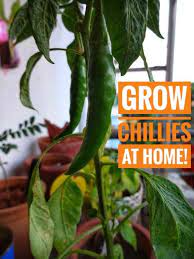 How To Grow Chillies At Home Chilli Plant Easy Herbs To Grow Growing Vegetables In Pots