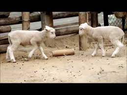 kavga eden kuzular youtube animals enjoyment