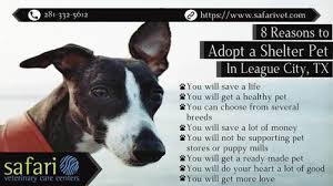 Your answers will help us determine which vaccinations and tests are right for your pet. Exotic Pet Vet Near Me In Veterinary Clinic In League City Texas Scoop It
