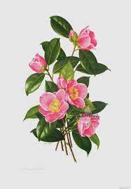 Paul Jones Camellia Prints Botanical Flowers Digital Flowers Flower Drawing