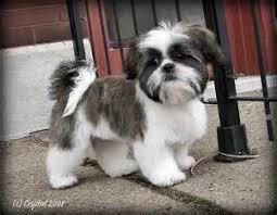 Shih Tzu Grooming Style Photos Hairstyle Gallery Shih Tzu Puppy Shih Tzu Grooming Shih Tzu Dog