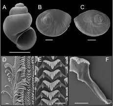 Image result for Phaulopsis sangana