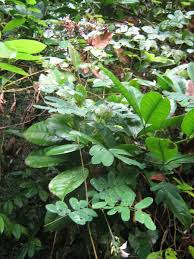 Image result for Abrus melanospermus