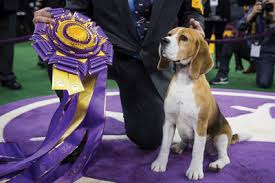 We're happy to have you, but please keep in mind the rules of the subreddit. Westminster Dog Show Tv 2017