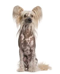Combibreed Chinese Gekuifde Naakthond Zoolyx