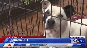 We did not find results for: Animal Rescue Looks To Find Several Animals A Home