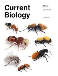 Velvet Ants Share Warning Signals With The Neighbours Grrlscientist Ants Bees And Wasps Biology