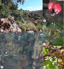 Image result for Ochna katangensis