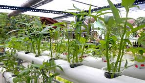 Sayuran yang mempunyai nama latin ipomea aquatica forsk ini banyak. Cara Menanam Kangkung Tanpa Tanah Hidroponik Mudah Dan Baik