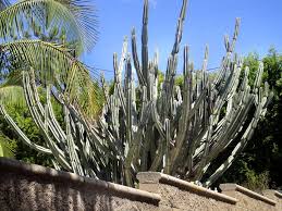 I am really interested in getting my hands on and growing a peyote cactus. Big Cactus Plant Sunny Day Sofia Goldberg S Gallery Photography Flowers Plants Trees Plants Cactus Cacti Artpal