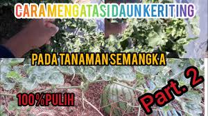 We did not find results for: Cara Mengatasi Keriting Daun Semangka Part 2 Youtube