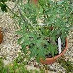 Image result for Momordica cardiospermoides