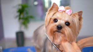 Image result for yorkshire haircut